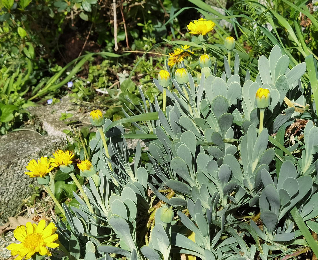 Hertia cheirifolia en fleurs sur les falaises littorales d'Afrique du Nord